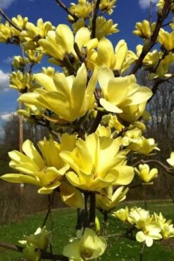 Yellow Bird Magnolia Tulip Tree - 3 Gallon Pot -Plant Lover House Shop Magnolia Yellow Bird 32