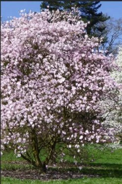 Centennial Blush Star Magnolia - 3 Gallon Pot -Plant Lover House Shop Magnolia stellata centennial blush 2