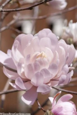 Centennial Blush Star Magnolia - 3 Gallon Pot -Plant Lover House Shop Magnolia stellata centennial blush 3