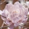 Centennial Blush Star Magnolia - 3 Gallon Pot 2 Centennial Blush Star Magnolia - 3 Gallon Pot -Plant Lover House Shop Magnolia stellata centennial blush 4