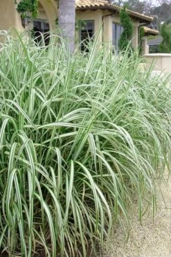 Variegated Maiden Grass - Miscanthus Sinensis 'Variegatus' - 3 Gallon Pot -Plant Lover House Shop Maiden Grass Variegated 11 1
