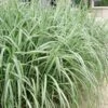 Variegated Maiden Grass - Miscanthus Sinensis 'Variegatus' - 1 Gallon Pot -Plant Lover House Shop Maiden Grass Variegated 11 2