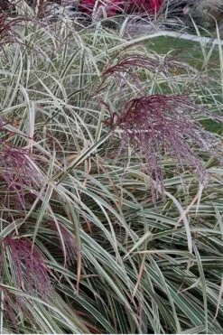 Variegated Maiden Grass - Miscanthus Sinensis 'Variegatus' - 1 Gallon Pot -Plant Lover House Shop Maiden Grass Variegated 12 2