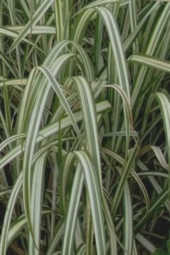 Variegated Maiden Grass - Miscanthus Sinensis 'Variegatus' - 6 Pack Of 1 Gallon Pots -Plant Lover House Shop Maiden Grass Variegated 13