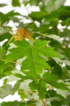 Autumn Blaze Maple - 2 Gallon Pot -Plant Lover House Shop Maple Autumn Blaze Green Leaves 500x700 1