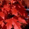 Autumn Blaze Maple - 2 Gallon Pot -Plant Lover House Shop Maple Autumn Blaze Leaves 500x700 1