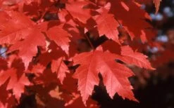 Autumn Blaze Maple - 2 Gallon Pot -Plant Lover House Shop Maple Autumn Blaze leaves