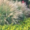 Adagio Dwarf Maiden Grass - Miscanthus Sinensis - 1 Gallon Pot -Plant Lover House Shop Miscanthus Adagio Dwarf Rev 500x750 1