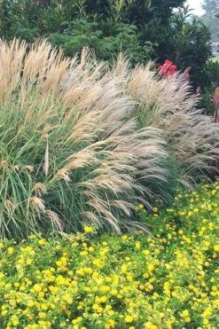 Adagio Dwarf Maiden Grass - Miscanthus Sinensis - 3 Gallon Pot