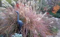 Adagio Dwarf Maiden Grass - Miscanthus Sinensis - 3 Gallon Pot -Plant Lover House Shop Miscanthus Adagio Fall Foliage Color 1