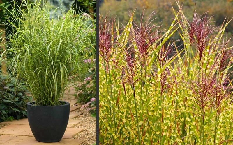 Gold Breeze Zebra Grass (Miscanthus) - 1 Gallon Pot 6 Gold Breeze Zebra Grass (Miscanthus) - 1 Gallon Pot - Image 4