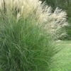 Maiden Grass - Miscanthus Sinensis 'Gracillimus' - 6 Pack Of 1 Gallon Pots -Plant Lover House Shop Miscanthus Gracillimus 10 500x750 1