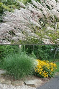 Maiden Grass - Miscanthus Sinensis 'Gracillimus' - 3 Gallon Pot -Plant Lover House Shop Miscanthus Gracillimus 500x750 3