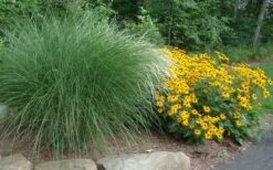 Maiden Grass - Miscanthus Sinensis 'Gracillimus' - 1 Gallon Pot -Plant Lover House Shop Miscanthus Gracillimus With Rudbeckia 1