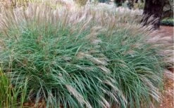 Little Kitten Dwarf Maiden Grass - Miscanthus Sinensis - 6 Pack Of 1 Gallon Pots -Plant Lover House Shop Miscanthus Little Kittens 10