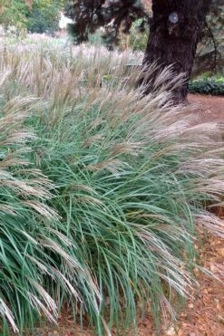 Little Kitten Dwarf Maiden Grass - Miscanthus Sinensis - 6 Pack Of 1 Gallon Pots -Plant Lover House Shop Miscanthus Little Kittens 11