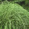 Little Zebra Grass - Miscanthus - 3 Gallon Pot -Plant Lover House Shop Miscanthus Little Zebra Rev 2 500x750 1