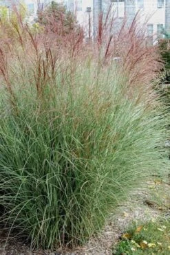 Morning Light Maiden Grass - Miscanthus Sinensis - 3 Gallon Pot -Plant Lover House Shop Miscanthus Morning Light 1