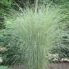 Morning Light Maiden Grass - Miscanthus Sinensis - 1 Gallon Pot -Plant Lover House Shop Miscanthus Morning Light 2 2