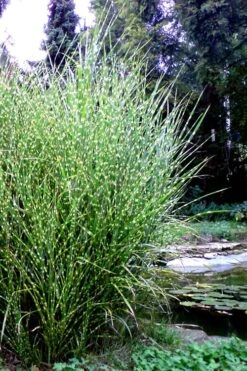 Porcupine Zebra Grass (Miscanthus Sinensis 'Strictus') - 3 Gallon Pot -Plant Lover House Shop Miscanthus Porcupine Grass 14