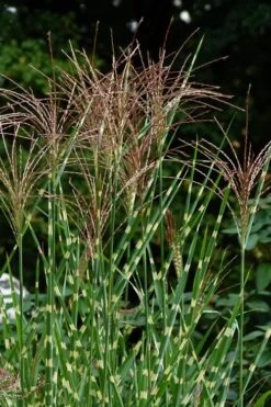 Porcupine Zebra Grass (Miscanthus Sinensis 'Strictus') - 3 Gallon Pot -Plant Lover House Shop Miscanthus Porcupine Grass 5