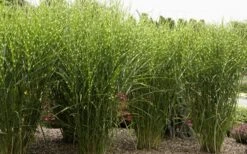 Porcupine Zebra Grass (Miscanthus Sinensis 'Strictus') - 3 Gallon Pot -Plant Lover House Shop Miscanthus Porcupine Grass 8