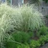 Variegated Maiden Grass - Miscanthus Sinensis 'Variegatus' - 3 Gallon Pot