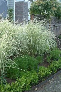 Variegated Maiden Grass - Miscanthus Sinensis 'Variegatus' - 1 Gallon Pot -Plant Lover House Shop Miscanthus Variegated 3 2