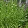 Zebra Grass - Miscanthus Sinensis 'Zebrinus' - 1 Gallon Pot -Plant Lover House Shop Miscanthus Zebra Grass 13 1