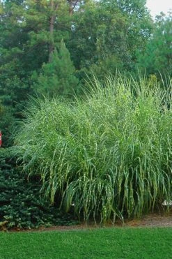 Zebra Grass - Miscanthus Sinensis 'Zebrinus' - 6 Pack Of 1 Gallon Pots -Plant Lover House Shop Miscanthus Zebra Grass 14 2