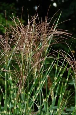 Zebra Grass - Miscanthus Sinensis 'Zebrinus' - 3 Gallon Pot -Plant Lover House Shop Miscanthus Zebra Grass 15