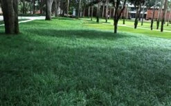 Tall Mondo Grass - 54 Count Flat Of Pint Pots -Plant Lover House Shop Mondo Grass 21 1