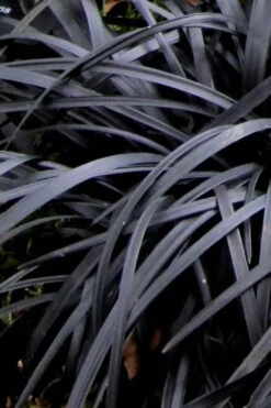 Black Mondo Grass - Ophiopogon Planiscapus 'Nigrescens' - 18 Count Flat Of Pint Pots -Plant Lover House Shop Mondo Grass Black 10 1