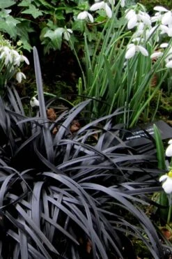 Black Mondo Grass - Ophiopogon Planiscapus 'Nigrescens' - 6 Pack Of 1 Gallon Pots -Plant Lover House Shop Mondo Grass Black 11