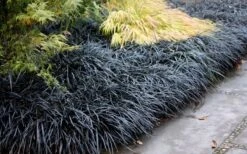 Black Mondo Grass - Ophiopogon Planiscapus 'Nigrescens' - 6 Pack Of 1 Gallon Pots -Plant Lover House Shop Mondo Grass Black 12