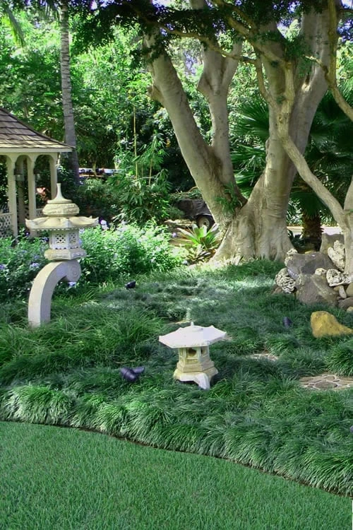 Tall Mondo Grass - 18 Count Flat Of Pint Pots 7 Tall Mondo Grass - 18 Count Flat Of Pint Pots - Image 5