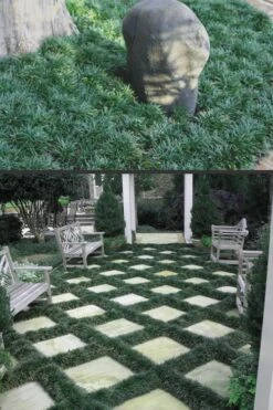 Dwarf Mondo Grass - 32 Pack Of 2.5" Pots -Plant Lover House Shop Mondo Grass Dwarf Rev 500x750 3