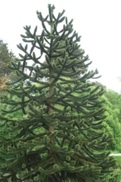 Monkey Puzzle Tree - Araucaria Auracana - 3 Gallon Pot -Plant Lover House Shop Monkey Puzzle Tree 2