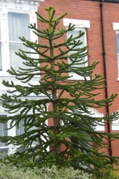 Monkey Puzzle Tree (Araucaria Auracana) - 8" Pot (16-18") -Plant Lover House Shop Monkey Puzzle Tree 3 1