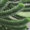 Monkey Puzzle Tree (Araucaria Auracana) - 1 Gallon Pot 1 Monkey Puzzle Tree (Araucaria Auracana) - 1 Gallon Pot -Plant Lover House Shop Monkey Puzzle Tree 4 2