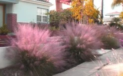 Pink Muhly Grass (Cotton Candy Grass) - 5 Pack Of Quart Pots -Plant Lover House Shop Muhly Grass Pink 112 1