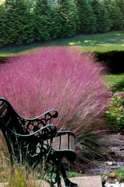 Pink Muhly Grass (Cotton Candy Grass) - 5 Pack Of Quart Pots -Plant Lover House Shop Muhly Grass Pink 200 6
