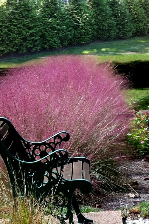 Pink Muhly Grass - Cotton Candy Grass - 6 Pack Of 1 Gallon Pots 10 Pink Muhly Grass - Cotton Candy Grass - 6 Pack Of 1 Gallon Pots - Image 8