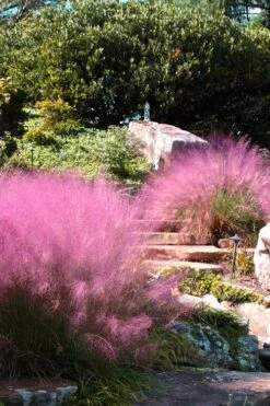Pink Muhly Grass - Cotton Candy Grass - 6 Pack Of 1 Gallon Pots 16 Pink Muhly Grass - Cotton Candy Grass - 6 Pack Of 1 Gallon Pots -Plant Lover House Shop Muhly Grass Pink 202 7