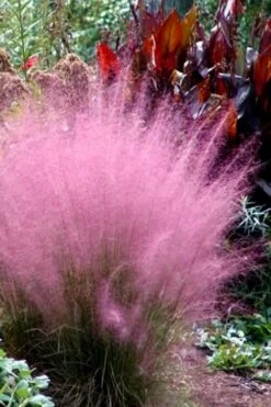 Pink Muhly Grass - Cotton Candy Grass - 3 Gallon Pot -Plant Lover House Shop Muhly Grass Pink 204 1