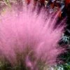 Pink Muhly Grass - Cotton Candy Grass - 1 Gallon Pot -Plant Lover House Shop Muhly Grass Pink 204 2