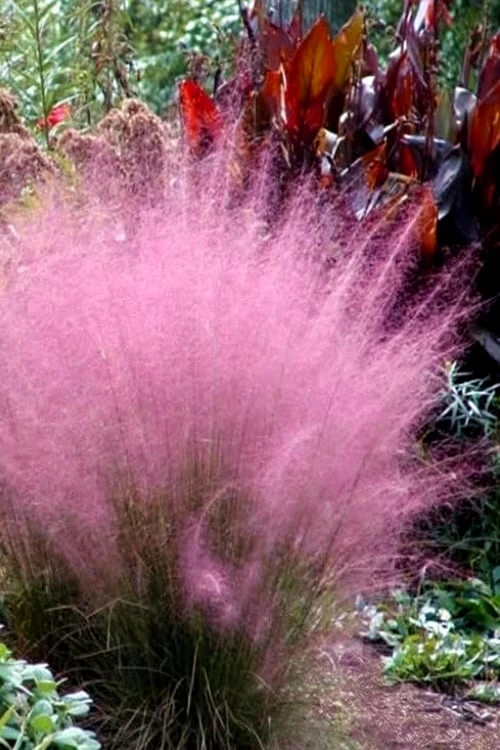 Pink Muhly Grass - Cotton Candy Grass - 6 Pack Of 1 Gallon Pots 9 Pink Muhly Grass - Cotton Candy Grass - 6 Pack Of 1 Gallon Pots - Image 7