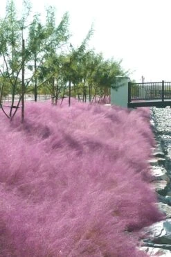 Pink Muhly Grass - Cotton Candy Grass - 1 Gallon Pot -Plant Lover House Shop Muhly Grass Pink 77 2