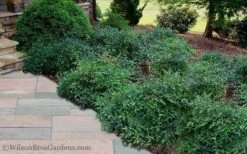 Harbor Belle Dwarf Nandina - 6 Pack Of 1 Gallon Pots -Plant Lover House Shop Nandina Harbor Belle 11