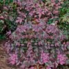 Harbor Belle Dwarf Nandina - 6 Pack Of 1 Gallon Pots -Plant Lover House Shop Nandina Harbor Belle 16